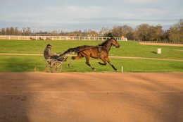 Cheval,-Chevaux,-Domaine-de-Grosbois,-Drivers,Grosbois,-Kaleidos,-Kaleidos-images,-La-parole-à-limage,-Marolles-en-Brie,-Sulky,-Tarek-Charara,-Trot,-Trotteurs